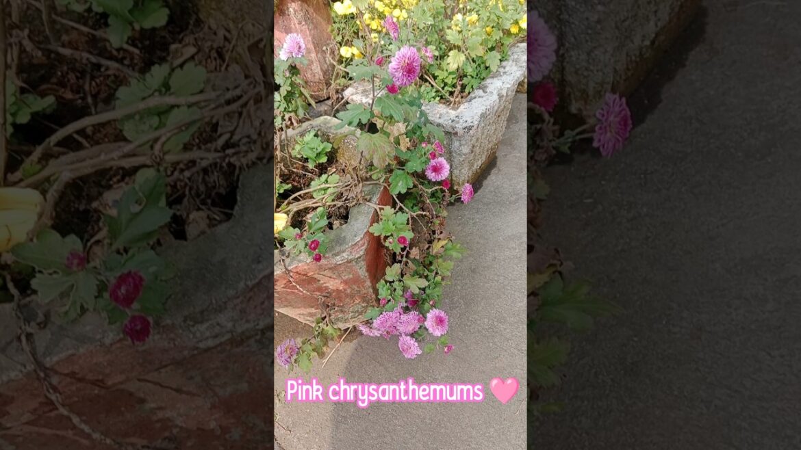 PINK CHRYSANTHEMUMS 🩷🌷 NEIGHBOURS GARDEN #pink #chrysanthemum #chrysanthemumflower #guldaudi #viral