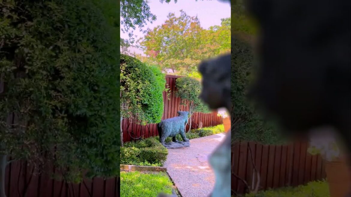 Watch This DIY Fence Staining Glow-Up | Epic Finish