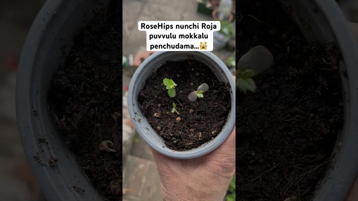 Seeds లేని చెట్టుకి మొక్కలు ఎలా వచ్చాయి🤔🤔#gardening #plants #telugushorts #viralshorts #ytshorts