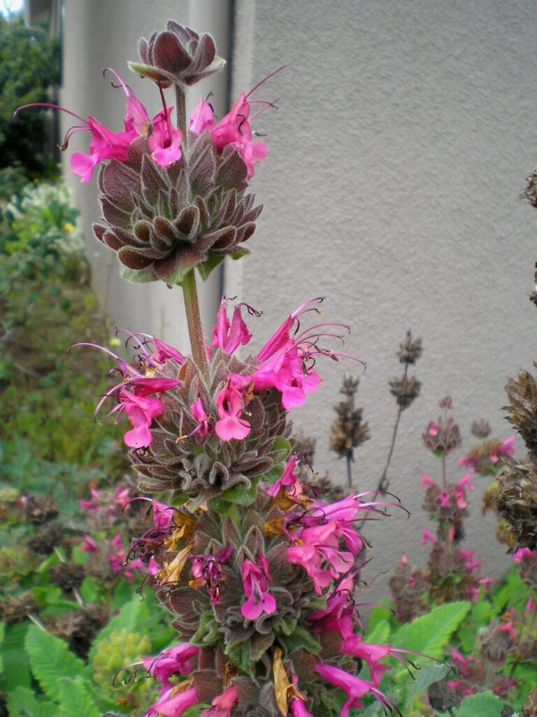 Tom Karwin, On Gardening | Real gardening with AI: Scheduling care and maintenance  – Santa Cruz Sentinel