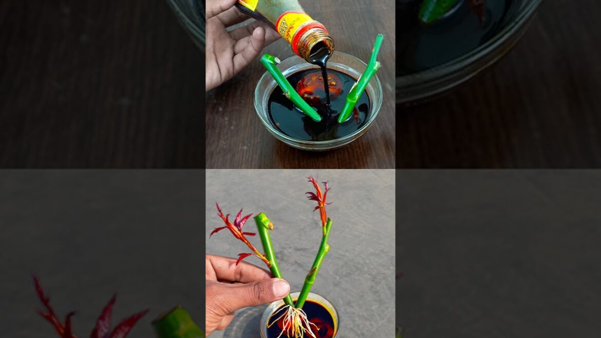 Amazing tricks for grow rose plant from cutting || Idea for gardening method //#reels #shorts