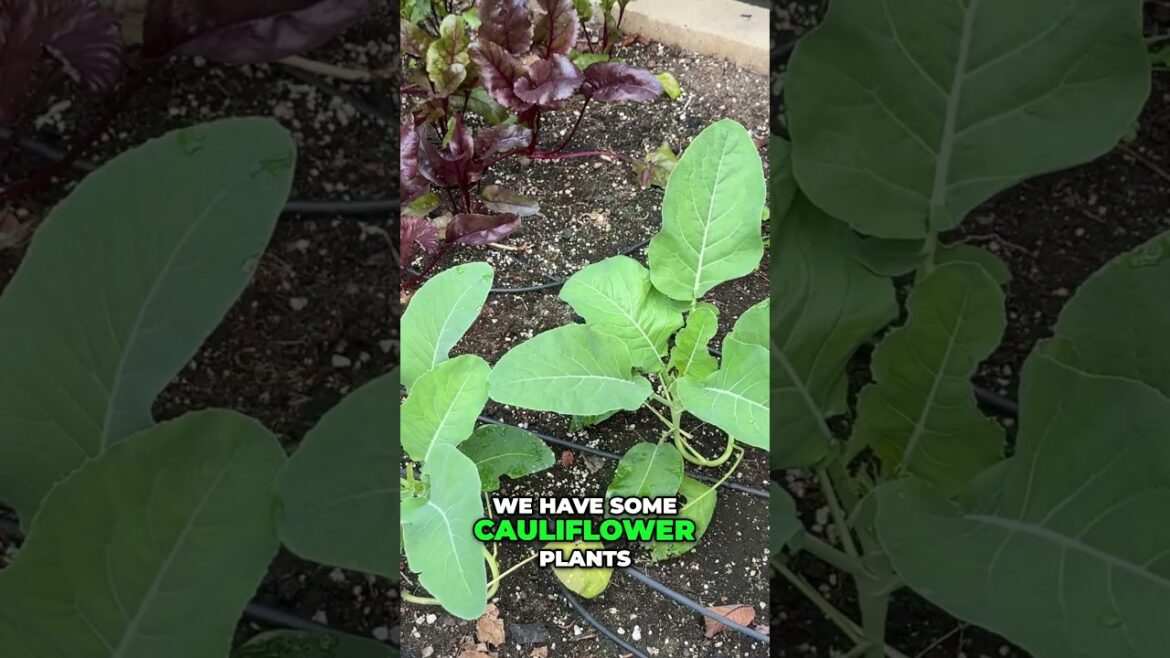 Raised-Bed Beets: Simple Secrets for Bigger Roots #shorts