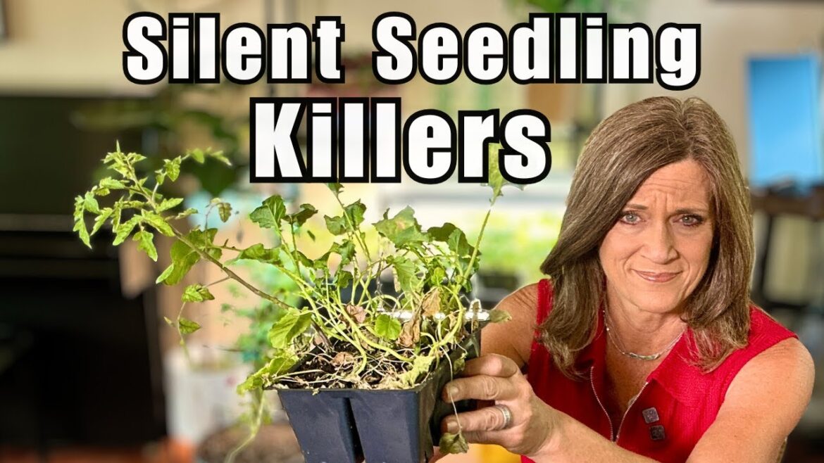 CaliKim: 4 Silent Killers Destroying Your Indoor Seedlings Right Now 4 Silent Killers Destroying Your Indoor Seedlings Right Now