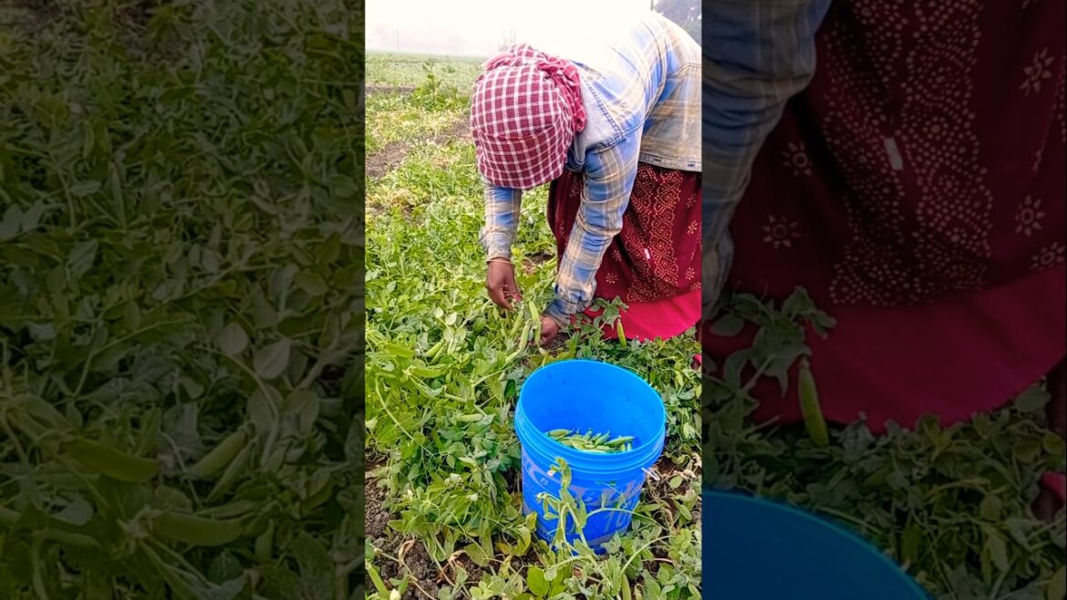 Strength of a Woman | Green Pea Harvest by Farmer  #shorts