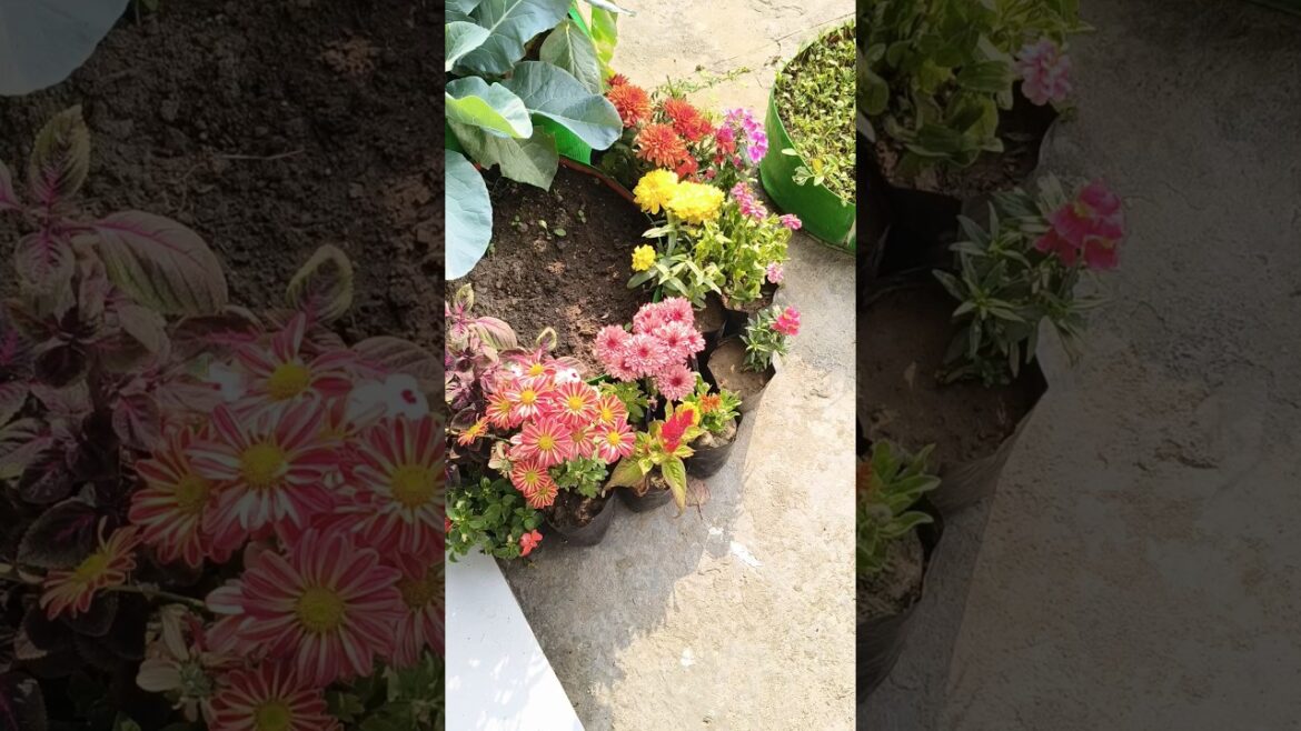 बागवानी #plantsofindia #plantcare #greenlove #gardening #shorts बागवानी #plantsofindia #plantcare #greenlove #gardening #shorts