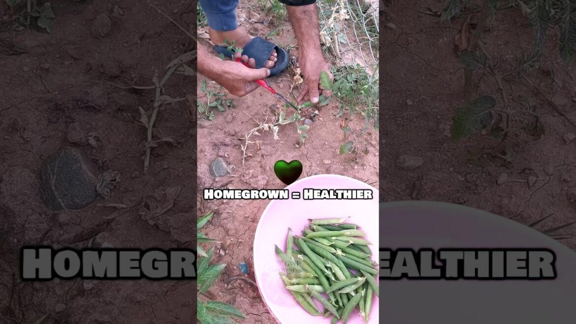 Satisfying Fresh Pea Harvest! 🟢 #shorts #viral #gardening