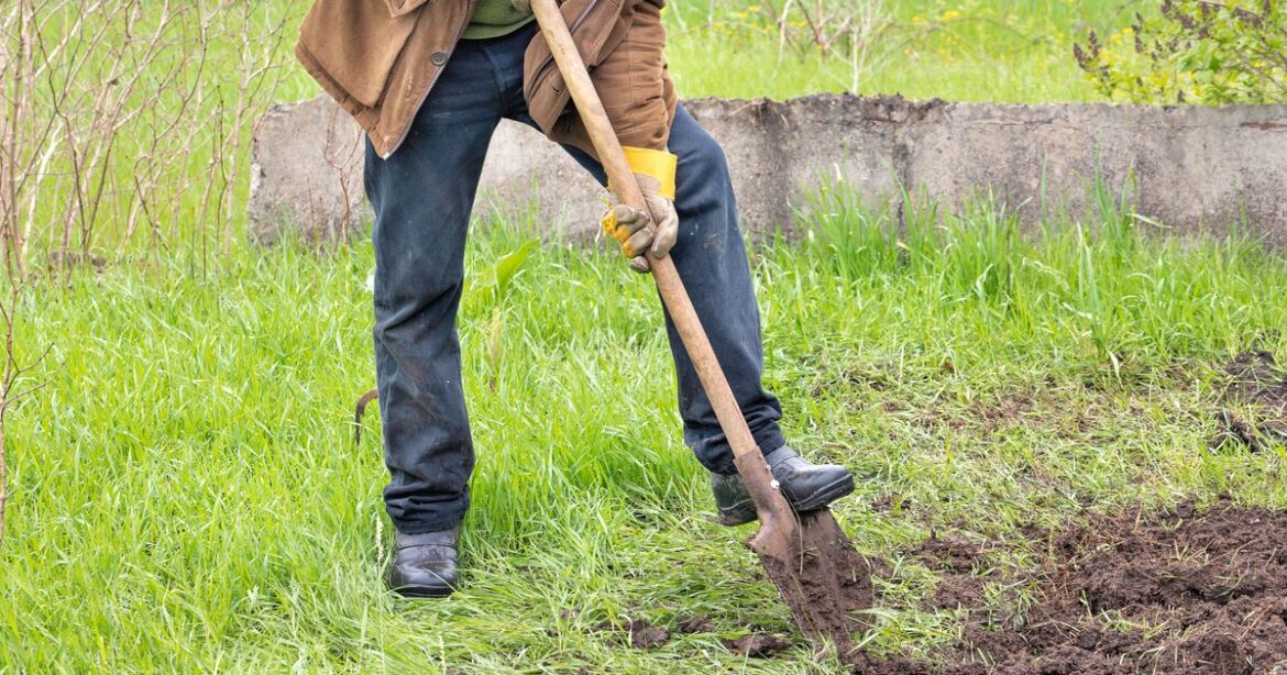 RHS January warning as gardeners told ‘avoid’ damaging their lawn Daily Mirror
