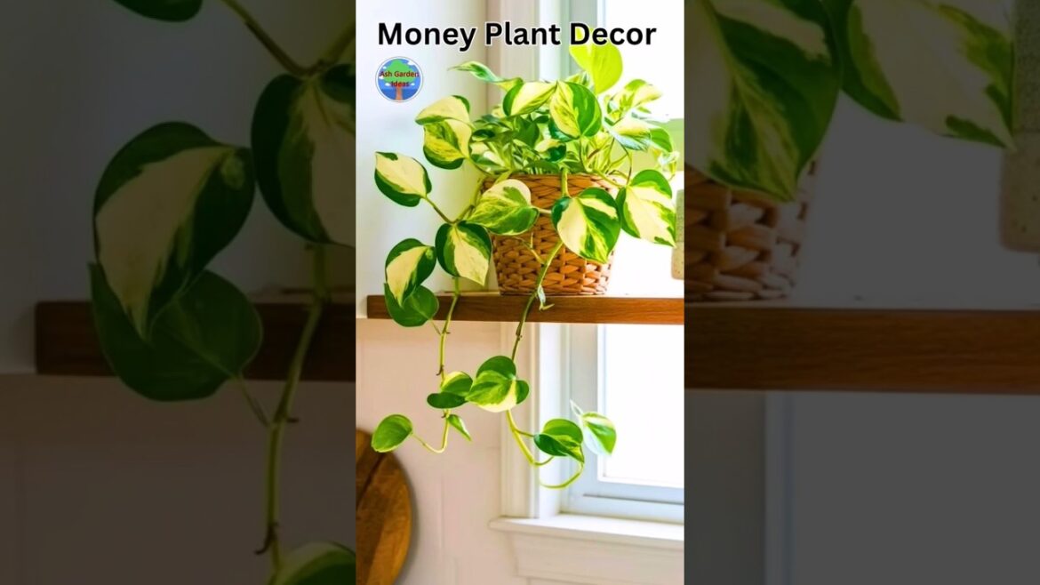 Money Plant Decor Trick You Need to Know for a STUNNING Display