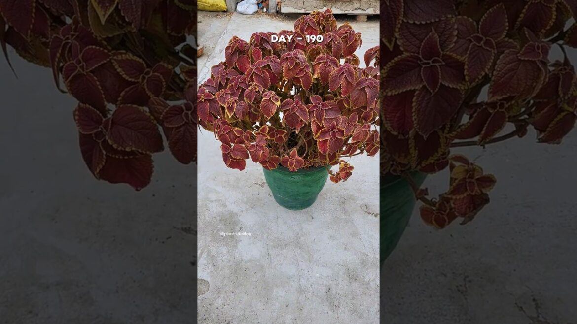 Pinching on Coleus plant & Result Day-190 #gardening
