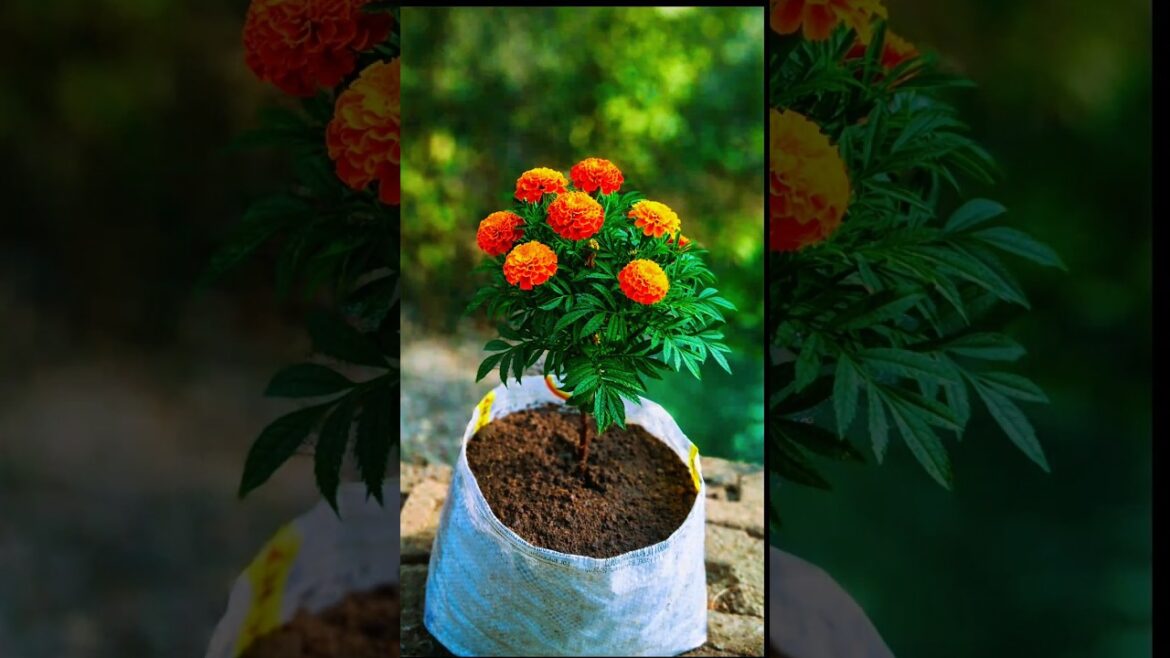How to report marigold plant 🪴#gardening #plants #shorts