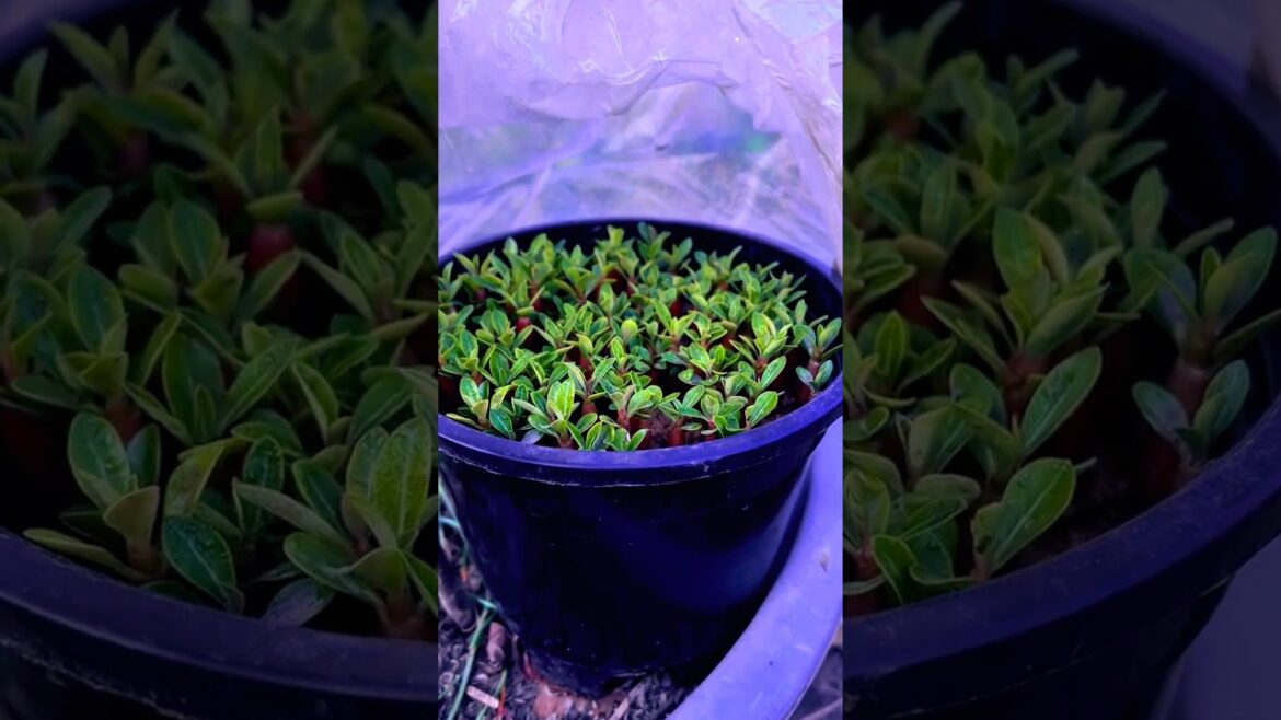 winter Adenium seedlings update🌱⏫  2.5 months completed