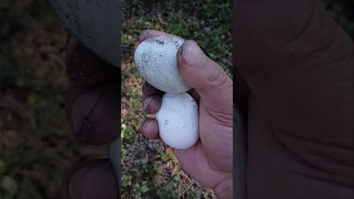 Grow Your Own Food In 2026!!! #garden #plantproducts #gardendelight #growyourownfood #shorts