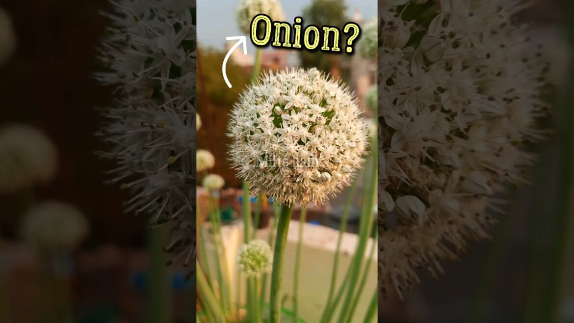 Can we grow onions from onion #onion #gardening
