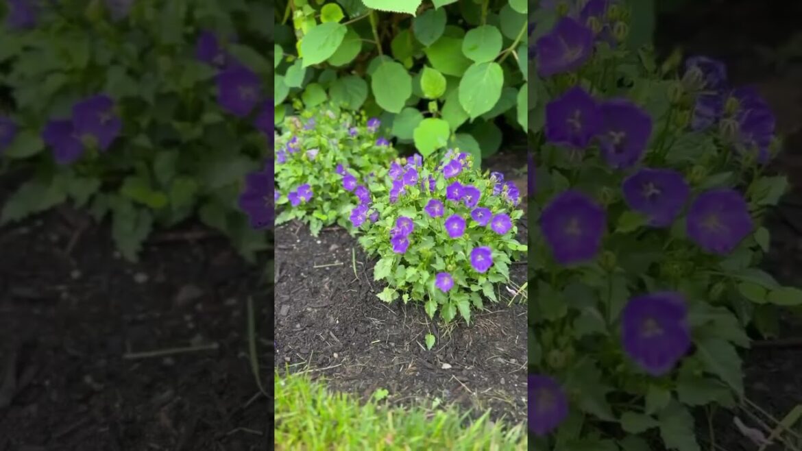 Perennial Paradise: Proven Winners in Full Bloom! #gardendesign