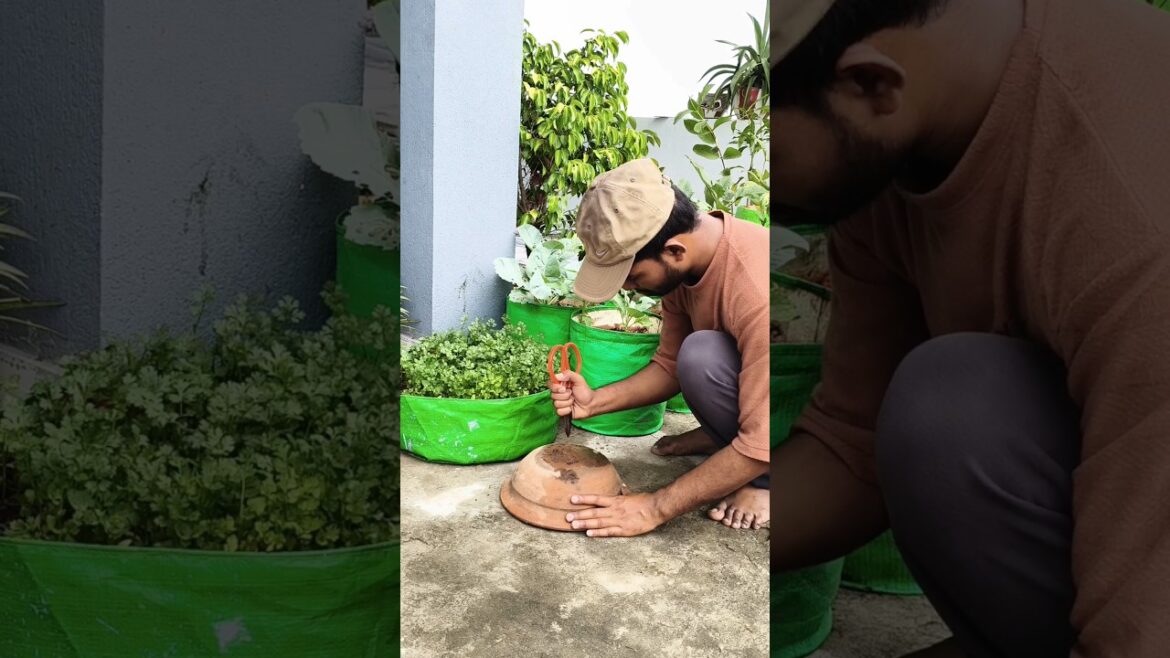 शिमला मिर्च seeds से कैसे ग्रो करें #plantsofindia #farming #plantcare #gardening #shorts