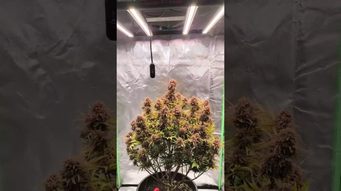 Final Week👑💜 Ready to Harvest | Autoflower Indoorgrow #shorts #plants #trending #vlog #spiderfarmer Final Week👑💜 Ready to Harvest | Autoflower Indoorgrow #shorts #plants #trending #vlog #spiderfarmer