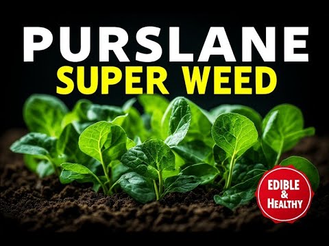Purslane: The Powerful Super Weed You Should Not Ignore (Edible Weed With Amazing Health Benefits) Purslane: The Powerful Super Weed You Should Not Ignore (Edible Weed With Amazing Health Benefits)