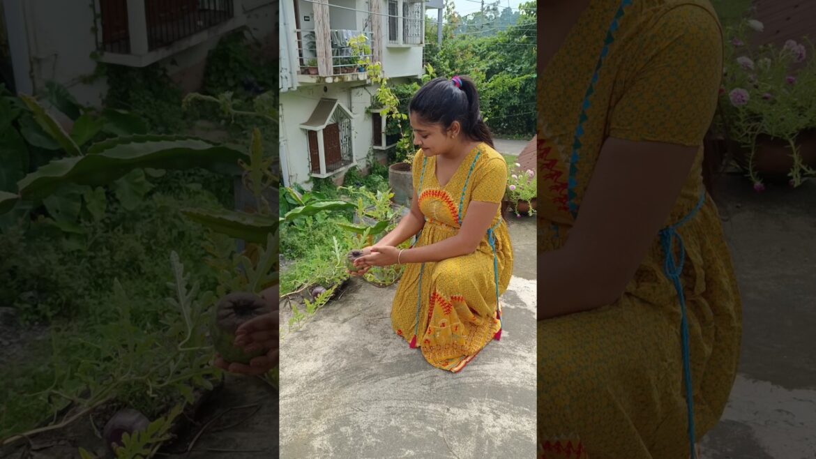 গাছের তরমুজটা পচে গেল!🫤 #banglaminivlog #minivlog #gardening #gardeningtips #plantslove #plants