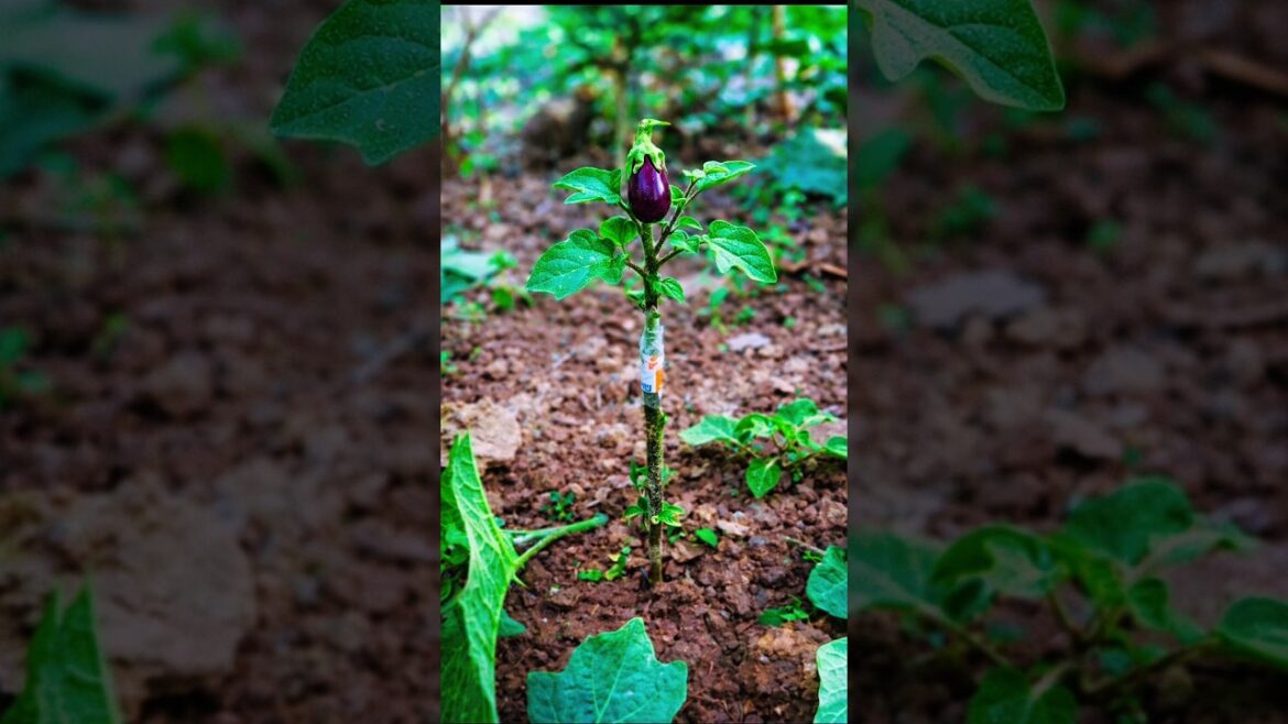 How to Grafting success tips 🪴🌺#gardening #plants #shorts