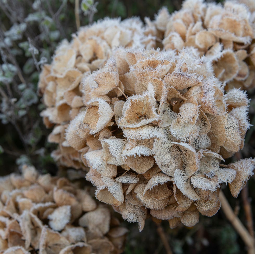 close up of mop head hydrangea in a garden in winter