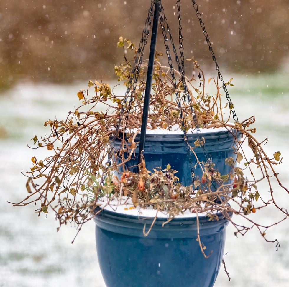 hanging plant pot in the snow