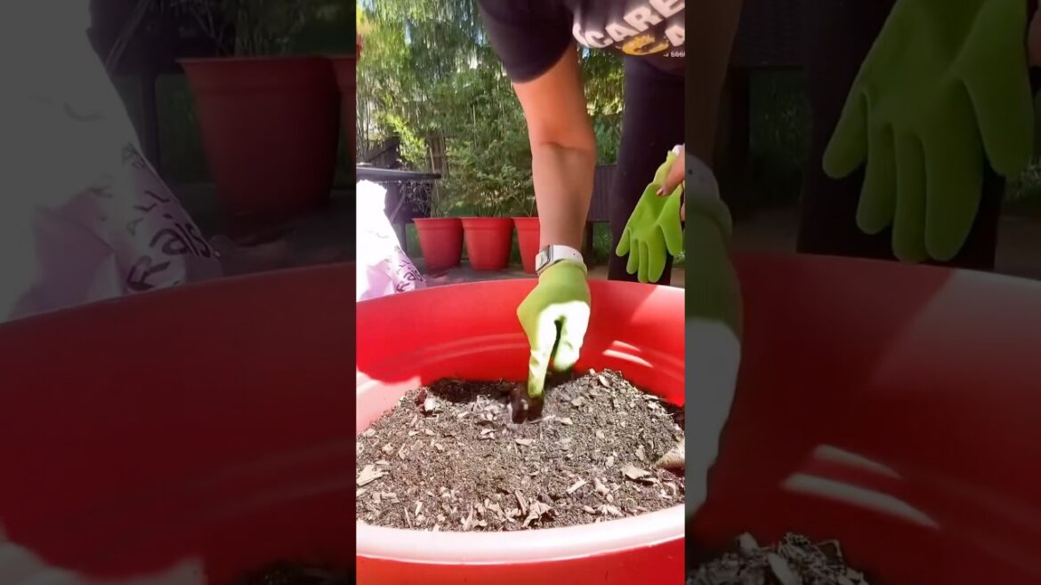 The Container Gardening Soil Secret (Stop Wasting Money!)