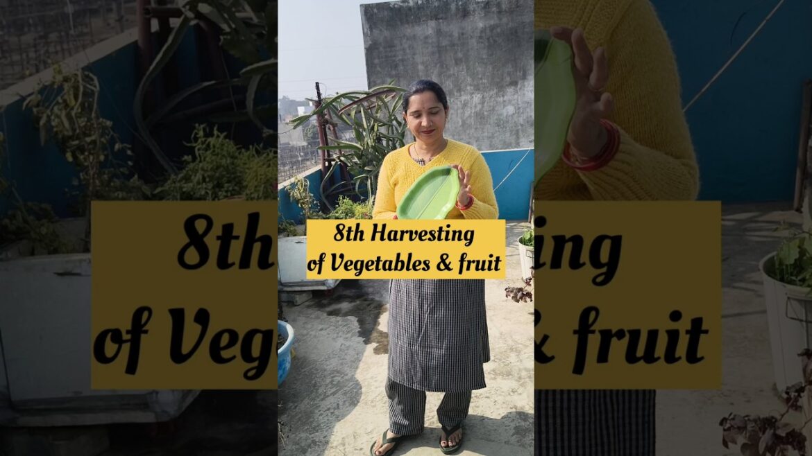 8th harvesting vegetables and fruits🌱🏡#harvest #trendingshorts #ashortaday#gardening
