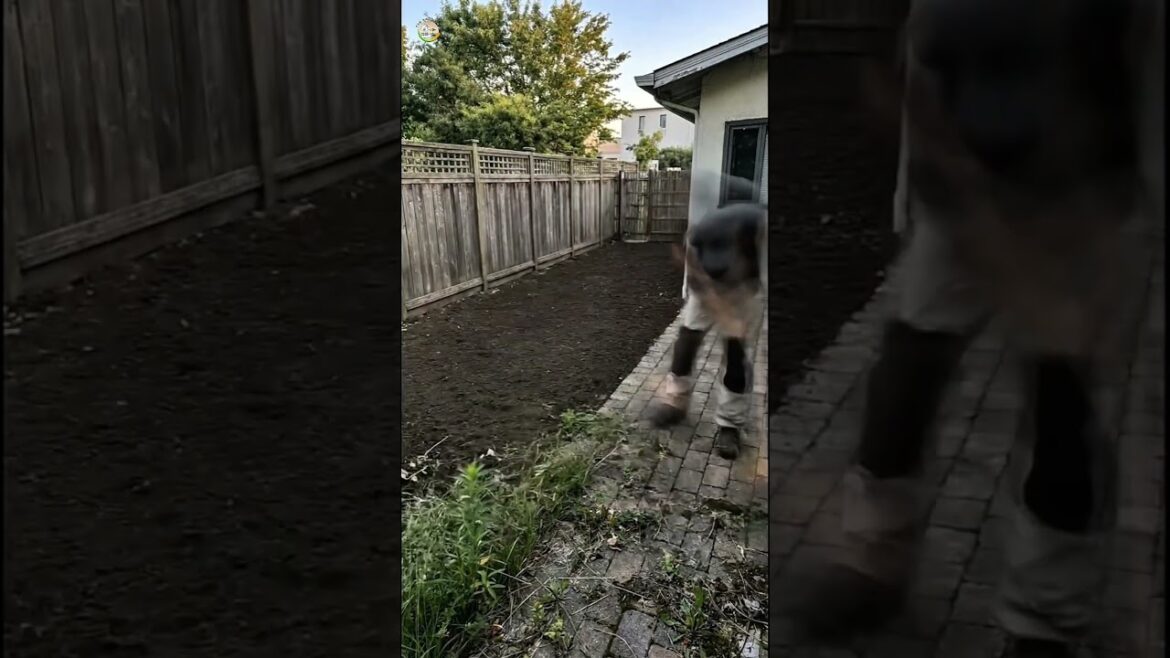 Small Backyard Stone Pathway Garden | Clean & Elegant Outdoor Design #gardendesign