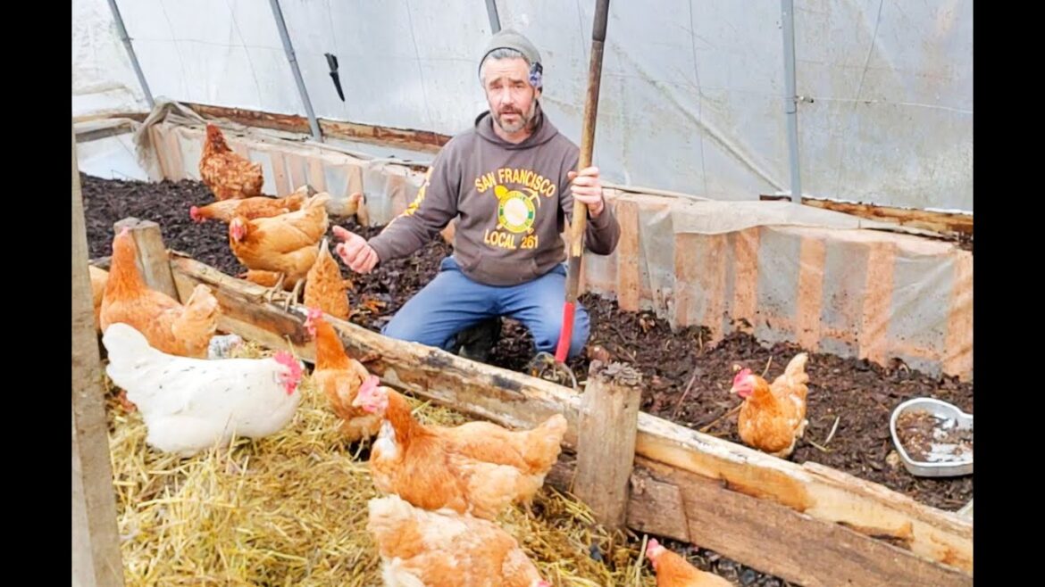 Prepping Chicken Run For Arctic Temps!