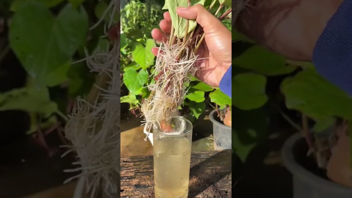 Grow Sweet Potato Plants from Vines Using Water 🌱