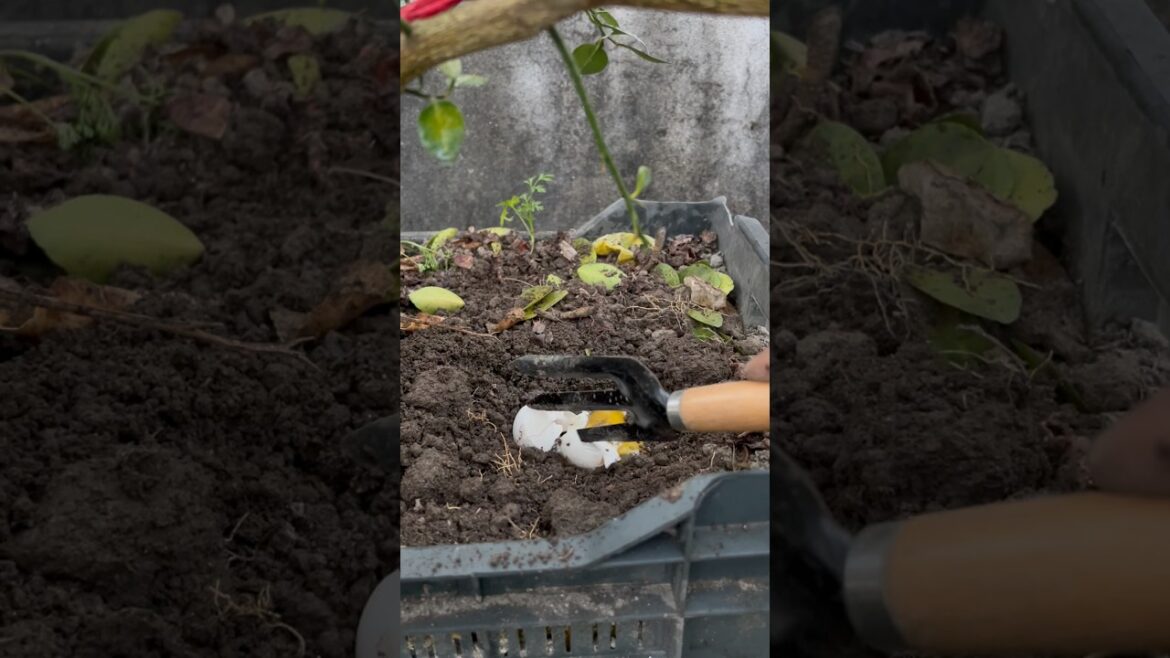 Lemon plant care tips using raw eggs as compost fartilizer #gardening #garden #lemon #roomtogrow