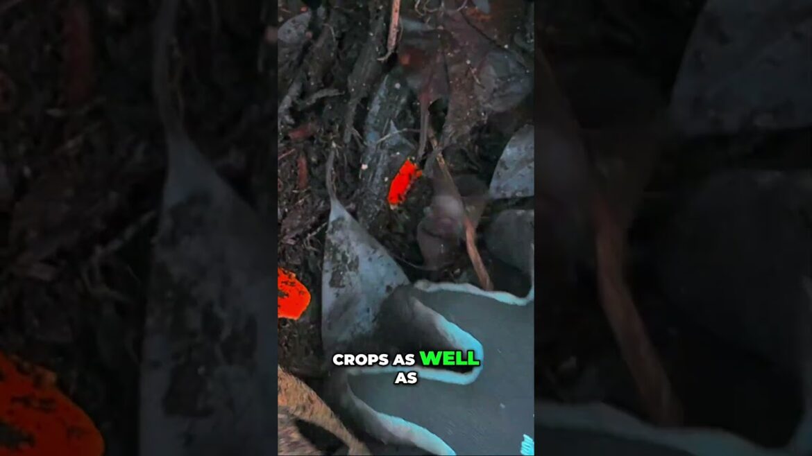 California Gardening: Winter Garden Prep: Compost Now for Spring Success #shorts Winter Garden Prep: Compost Now for Spring Success #shorts