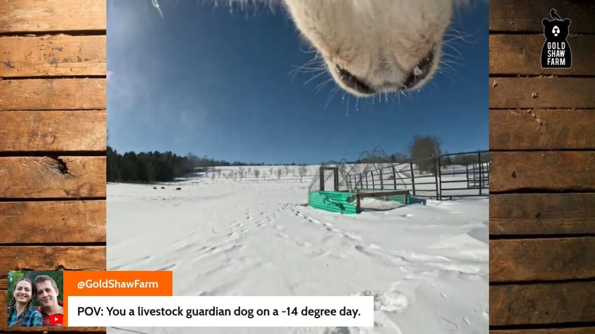 Live Chat with Jess w/ Morgan from Gold Shaw Farm