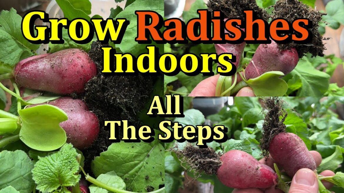 How to Easily Grow Radishes Indoors (All the Steps!)