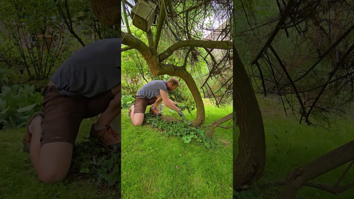 Satisfying Backyard Clean Up