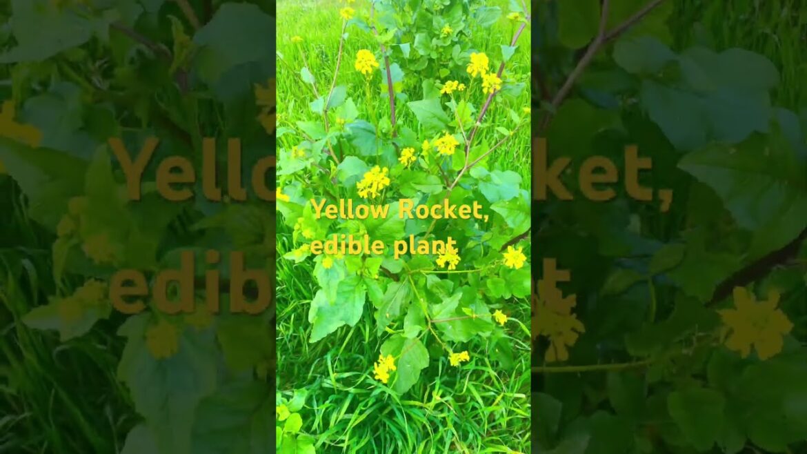 Yellow Rocket , edible plant 🌱 near the tracks:#foraging #walking #urban,#tracks@shereen-survival