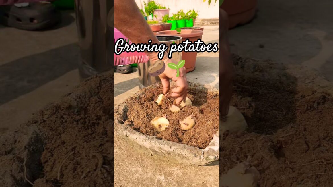 Growing potatoes 🥔🌱#nature #potatoes #vegetablegardening #farminglife #plantcare #rurallife #shorts