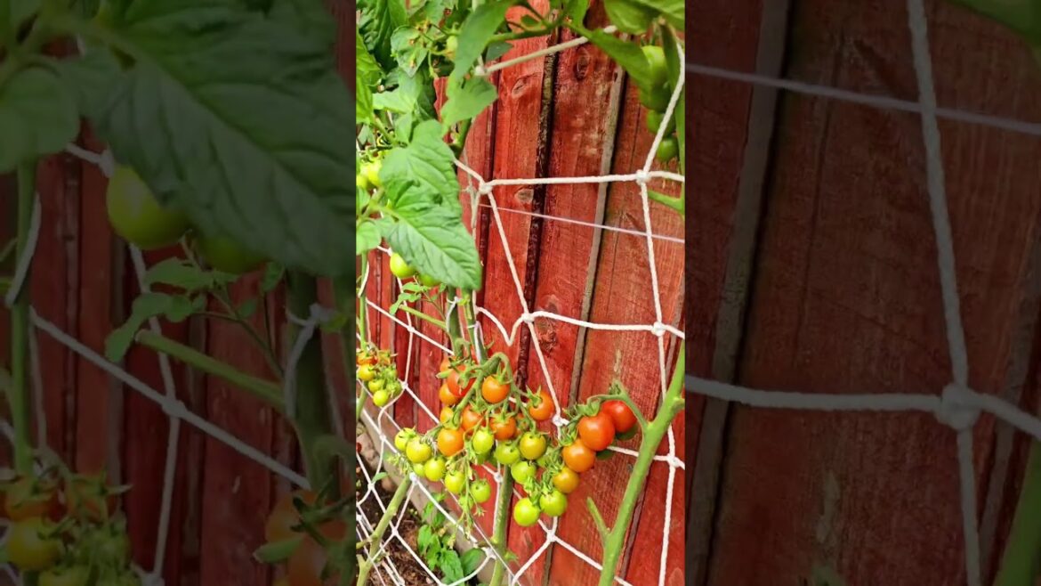 #gardeningUK #vegetable gardening UK #tomatoes #bottlegourd #cucumber