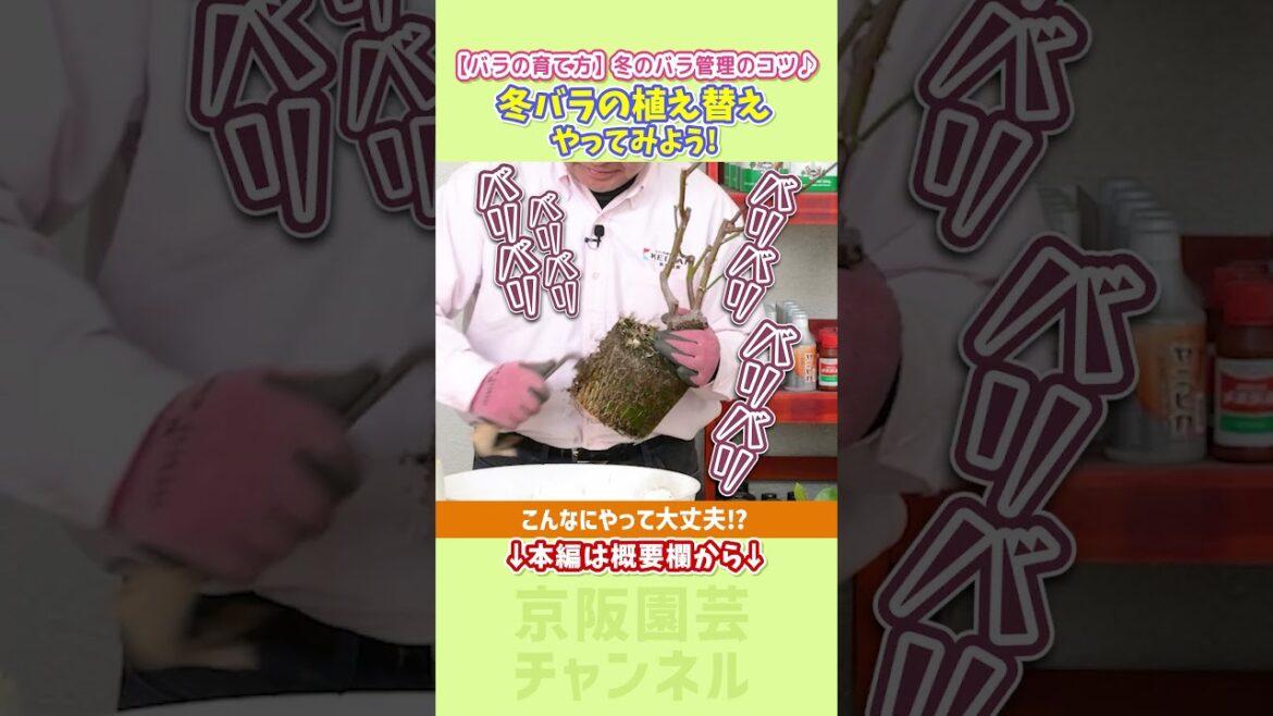 【バラの育て方】冬のバラ管理のコツ♪春の爆咲きを夢見て 冬バラの植え替えやってみよう!/ #バラ #rose #shorts 【バラの育て方】冬のバラ管理のコツ♪春の爆咲きを夢見て 冬バラの植え替えやってみよう!/ #バラ #rose #shorts