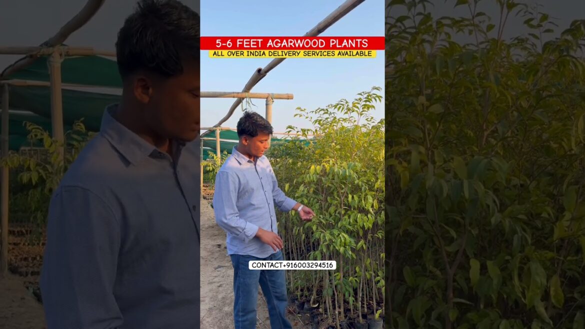 5-6 FEET AGARWOOD PLANTS READY FOR SALE & FARMING | AGARWOOD PLANTS NURSERY | AGARWOOD TREE FARMING
