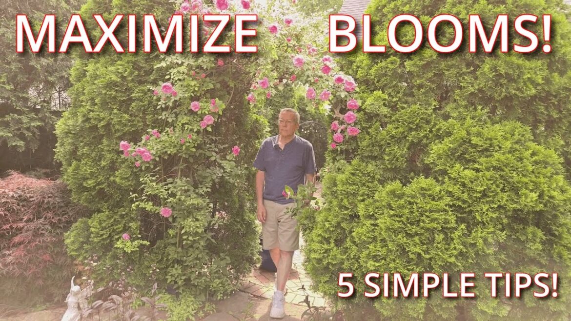 5 Easy Rose Tricks for More Blooms All Summer!