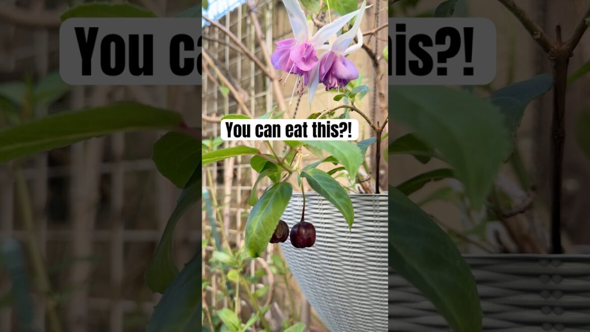 You can actually eat fuchsia berries #gardening #edible #plants