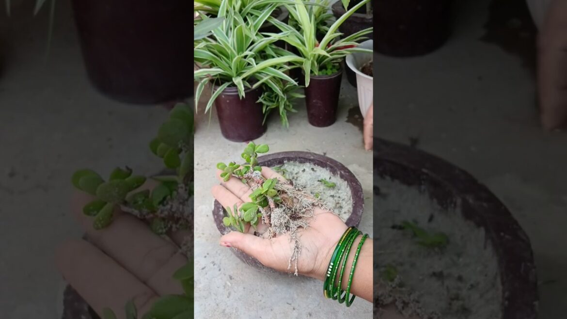 jade plant tips #gardening tips #plants #shorts #shortsfeed #gardening #trending #viralshort