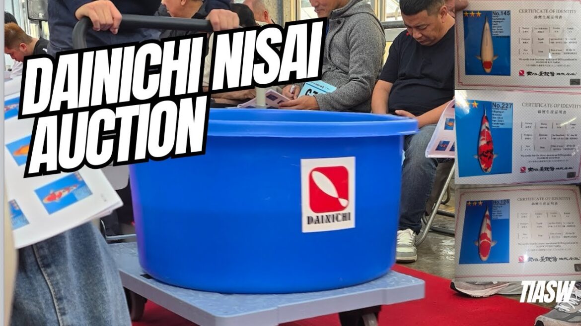 FIRST DAINICHI AUCTION OF AUTUMN TRIP FIRST DAINICHI AUCTION OF AUTUMN TRIP