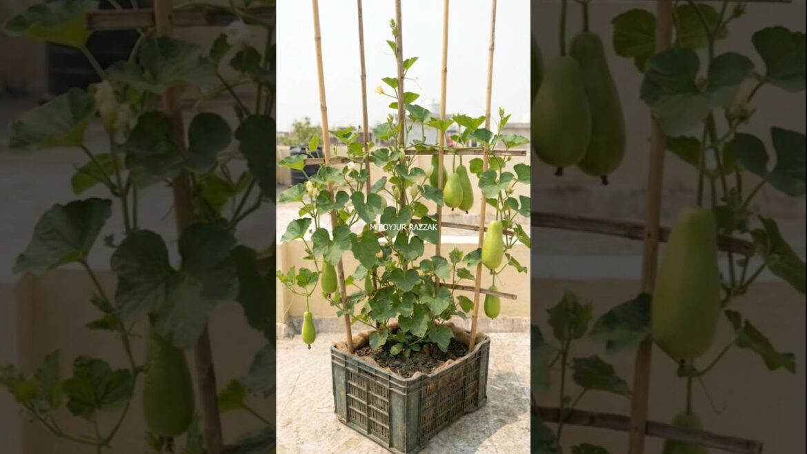 ফলের ক্রেটে লাউ চাষ #HomeGardening #UrbanFarming #RoofTopGardening