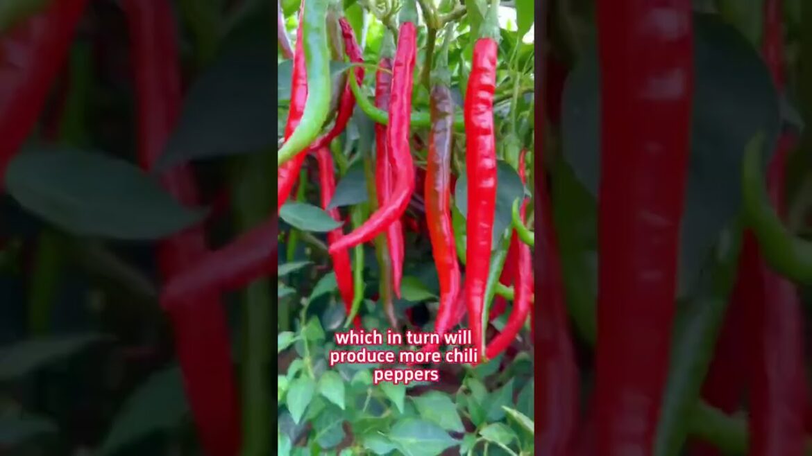 Improving methods of paper #garden #gardeningideas #gardentips #lakshivgardening