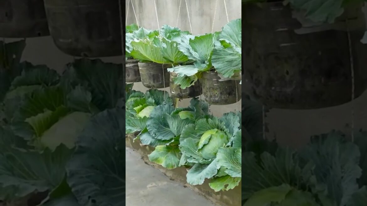 how to grow cabbage at home | cabbage farming | pattagobhi ki kheti | vegetable gardening at home how to grow cabbage at home | cabbage farming | pattagobhi ki kheti | vegetable gardening at home