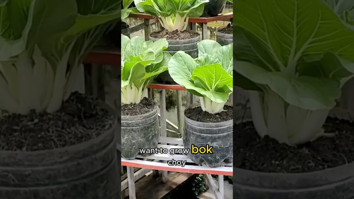🌱 Easy Tips for Growing Bok Choy! 🌱