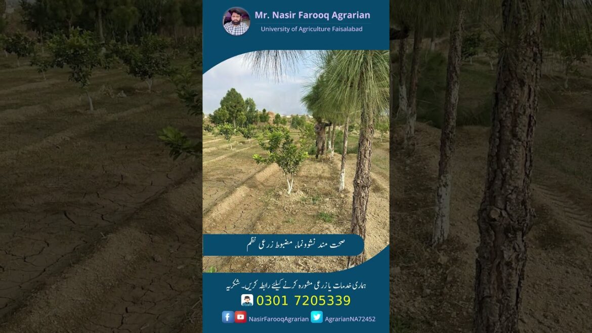 Grow bag plants planted last year in KPK by nasir farooq agrarian