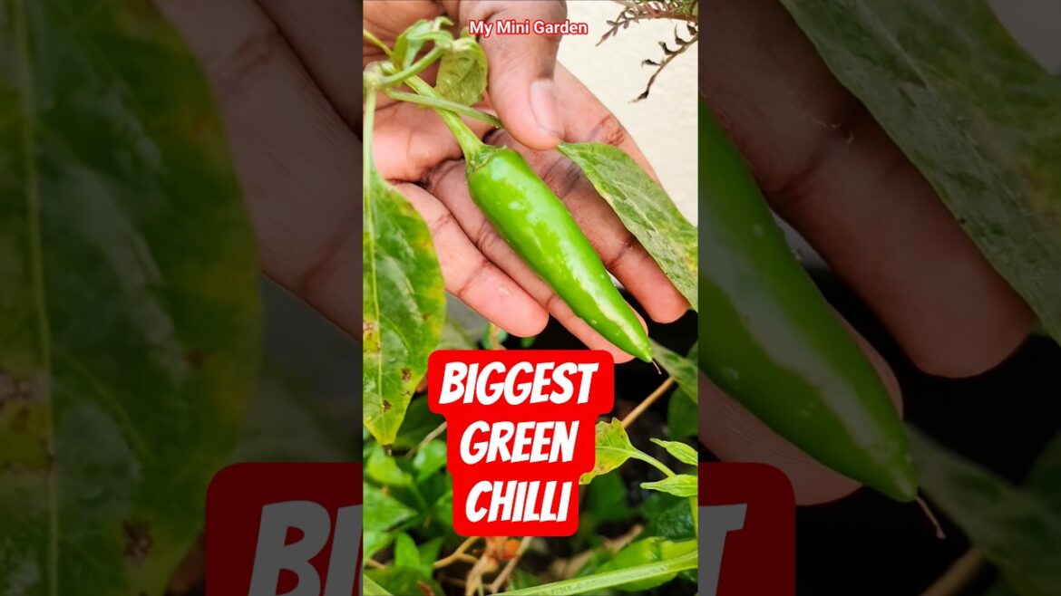 My Mini Garden tour | Roof top Garden #shorts #farming